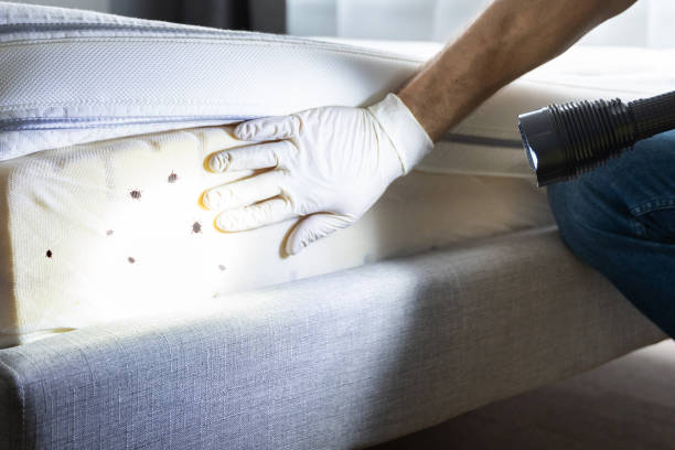 Best Rat Extermination Near Me  in Stockton, CA