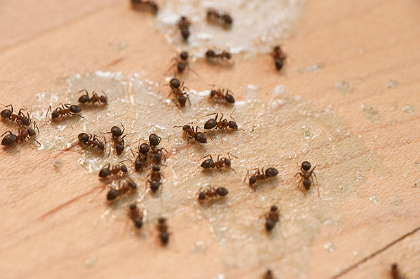 Best Pest Removal Services  in Stockton, CA